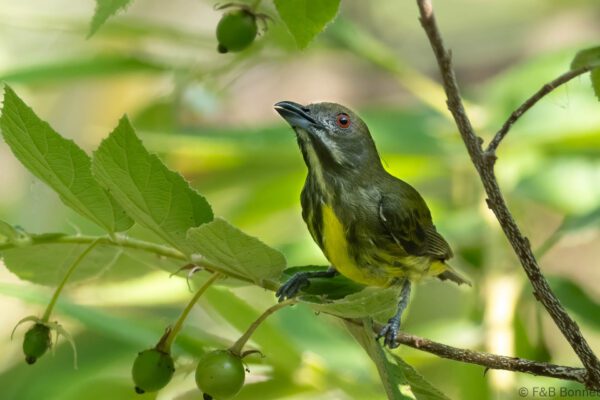 Yellow-breasted Flowerpecker - Thailand - Krung Ching - 2026