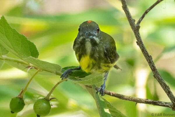 Yellow-breasted Flowerpecker - Thailand - Krung Ching - 2026