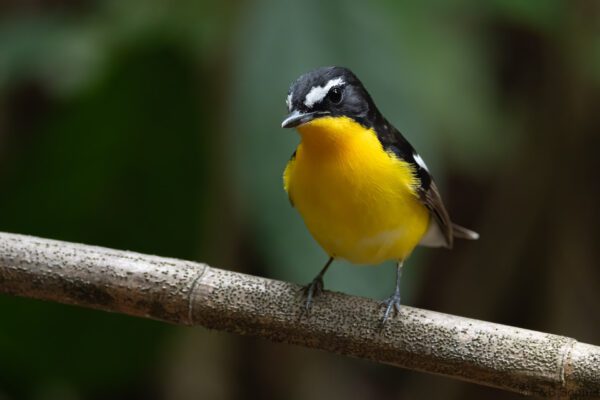 Yellow-rumped Flycatcher - Thailand - Ao Ai Yor - 2026