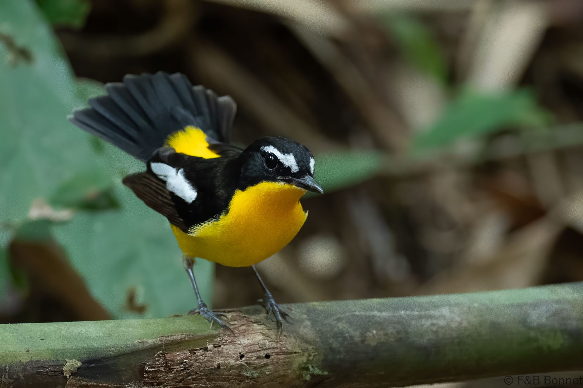 Yellow-rumped Flycatcher - Thailand - Ao Ai Yor - 2026