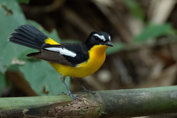 Yellow-rumped Flycatcher - Thailand - Ao Ai Yor - 2026