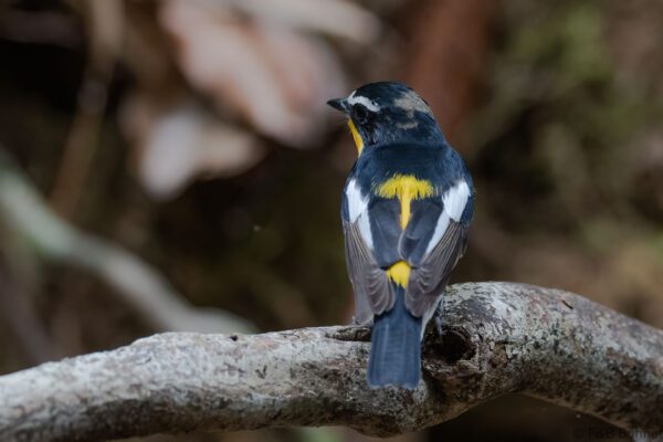 Yellow-rumped Flycatcher - Thailand - Ao Ai Yor - 2026