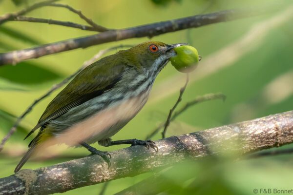 Yellow-vented Flowerpecker - Thailand - Krung Ching - 2026