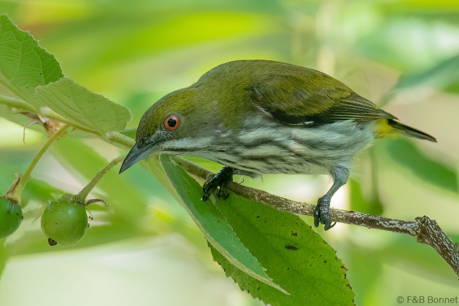 Yellow-vented Flowerpecker - Thailand - Krung Ching - 2026