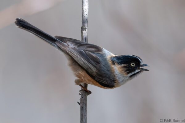 Black-browed Bushtit - China - Sichuan - 2026