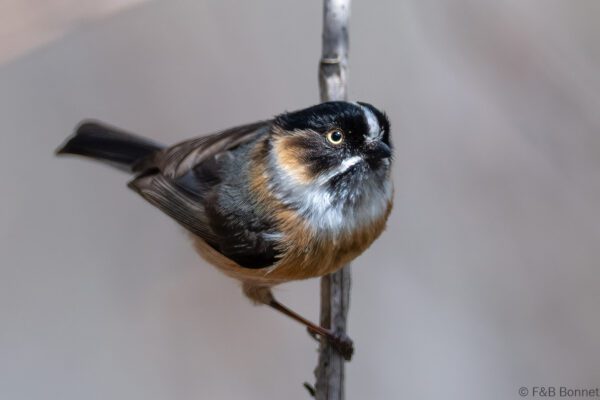 Black-browed Bushtit - China - Sichuan - 2026