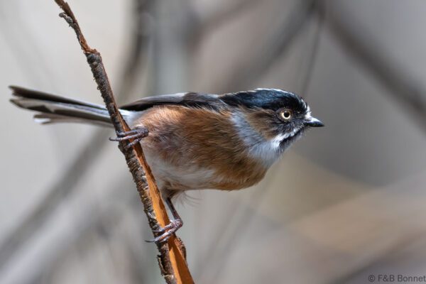 Black-browed Bushtit - China - Sichuan - 2026