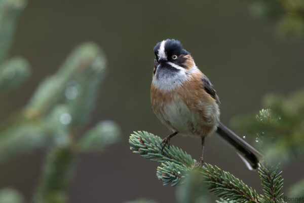 Black-browed Bushtit - China - Sichuan - 2026