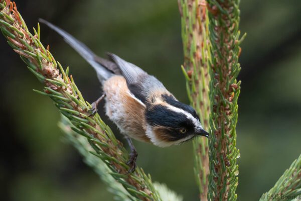 Black-browed Bushtit - China - Sichuan - 2026