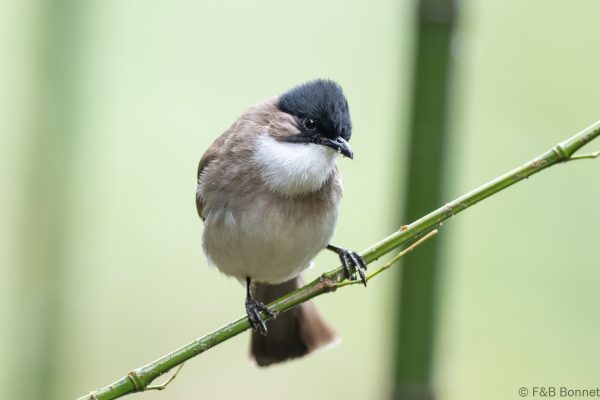 Brown breasted Bulbul China