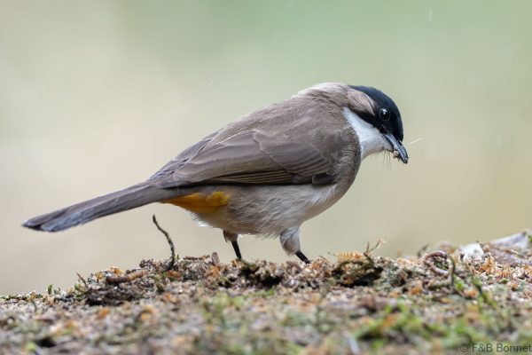 Brown breasted Bulbul China