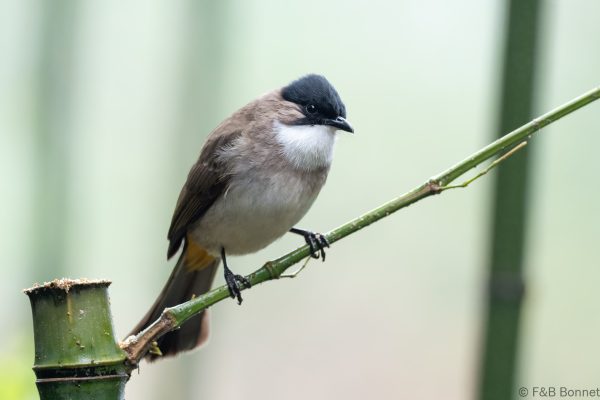 Brown breasted Bulbul China