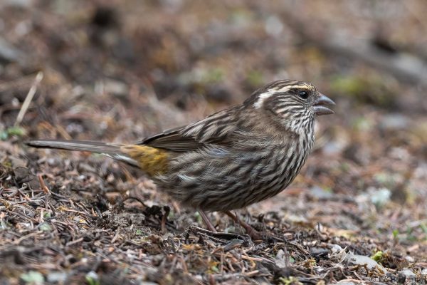 Chinese White-browed Rosefinch ♀ - China - Sichuan - 2026
