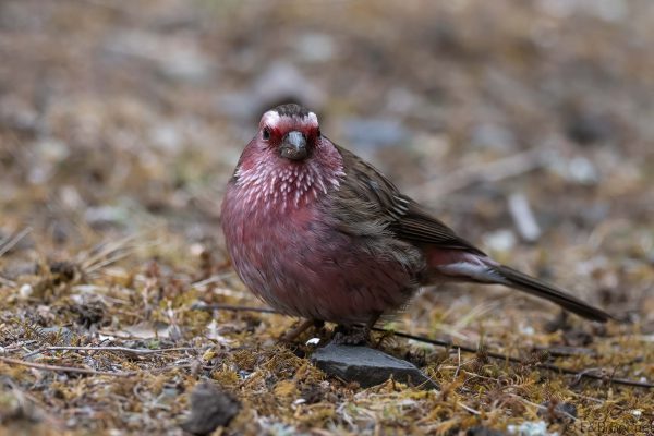Chinese White-browed Rosefinch ♂ - China - Sichuan - 2026