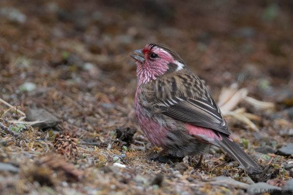 Chinese White-browed Rosefinch ♂ - China - Sichuan - 2026