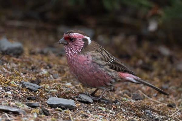 Chinese White-browed Rosefinch ♂ - China - Sichuan - 2026