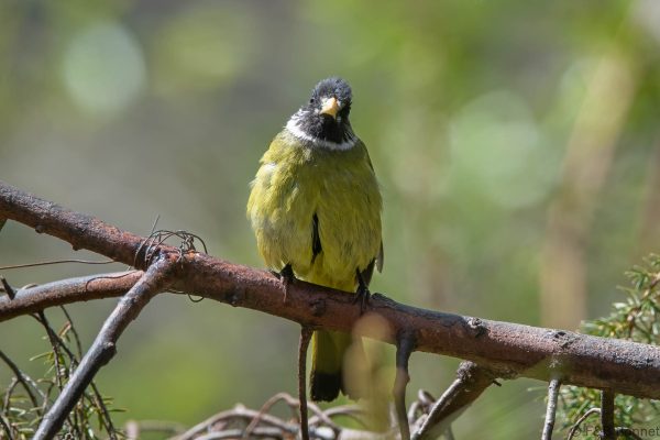 Collared Finchbill China
