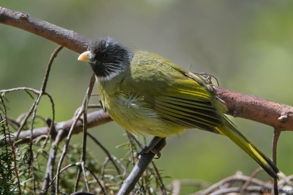 Collared Finchbill China
