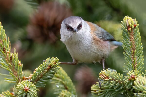 Crested Tit-warbler ♀ - China - Sichuan - 2026
