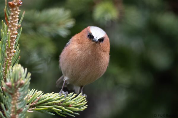 Crested Tit-warbler ♂ - China - Sichuan - 2026