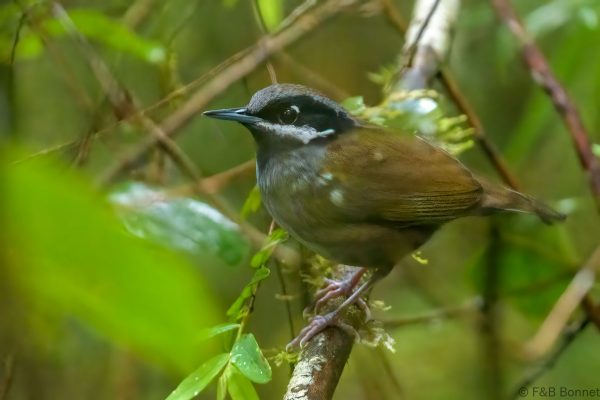 Mystacorne de Crossley - Madagascar - Ranomafana - 2023