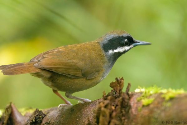 Mystacorne de Crossley - Madagascar - Ranomafana - 2023