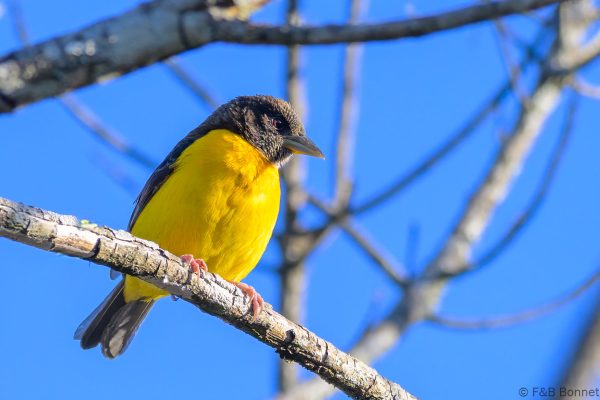 Dark-backed Weaver - Zimbabwe - Vumba - 2026