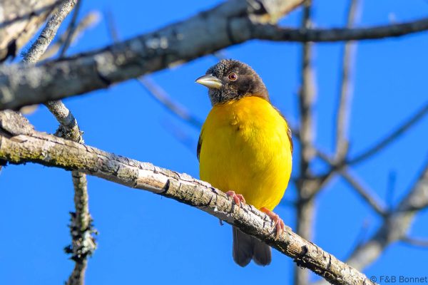 Dark-backed Weaver - Zimbabwe - Vumba - 2026