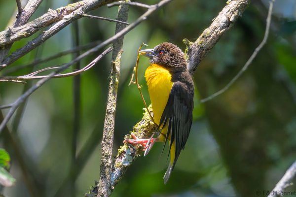 Dark-backed Weaver - Zimbabwe - Vumba - 2026