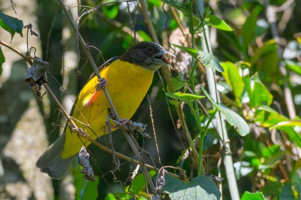 Dark-backed Weaver - Zimbabwe - Vumba - 2026