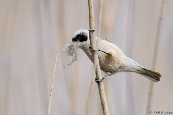 Pájaro moscón europeo - España - Castilla La Mancha - 2024