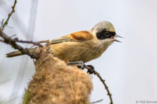 Pájaro moscón europeo - España - Castilla La Mancha - 2024