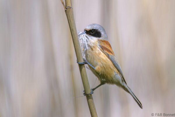 Pájaro moscón europeo - España - Castilla La Mancha - 2024