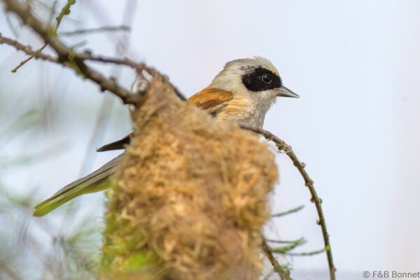 Pájaro moscón europeo - España - Castilla La Mancha - 2024