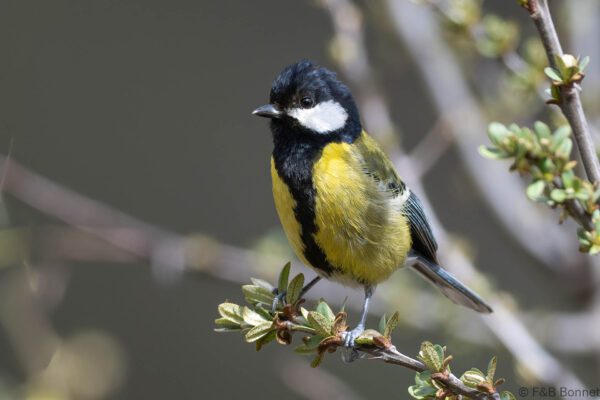 Green-backed Tit - China - Sichuan - 2026