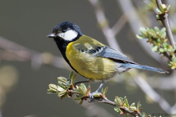 Green-backed Tit - China - Sichuan - 2026