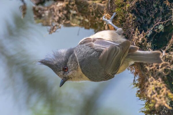 Grey-crested Tit China - Sichuan - 2026