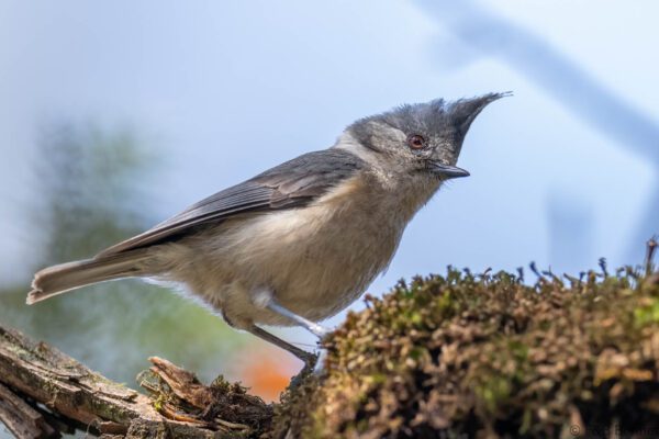 Grey-crested Tit China - Sichuan - 2026