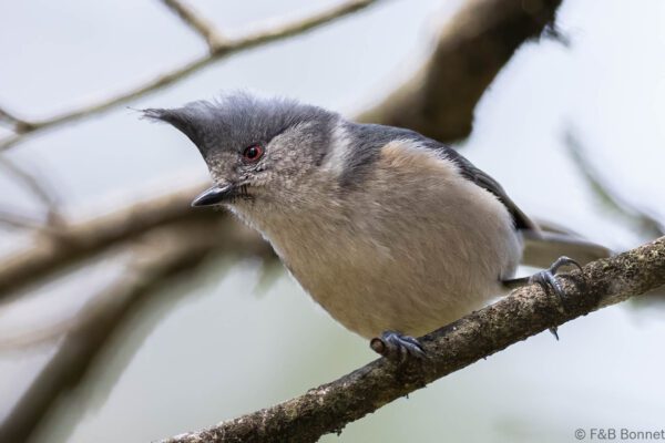 Grey-crested Tit China - Sichuan - 2026