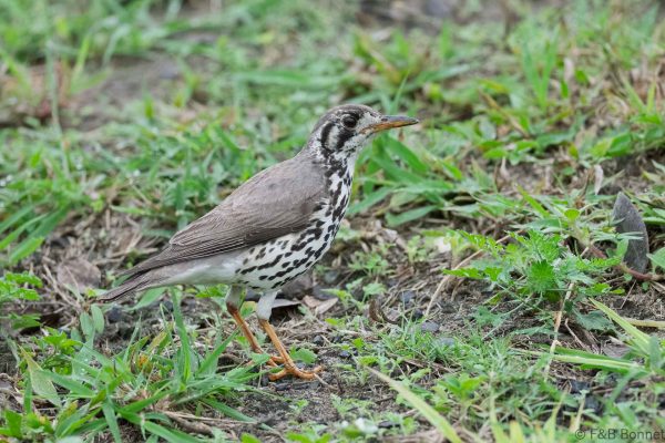 Groundscraper Thrush - South Africa - Tembe - 2026