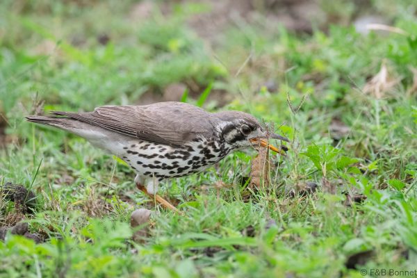 Groundscraper Thrush - South Africa - Tembe - 2026