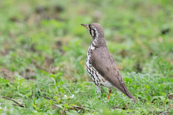 Groundscraper Thrush - South Africa - Tembe - 2026