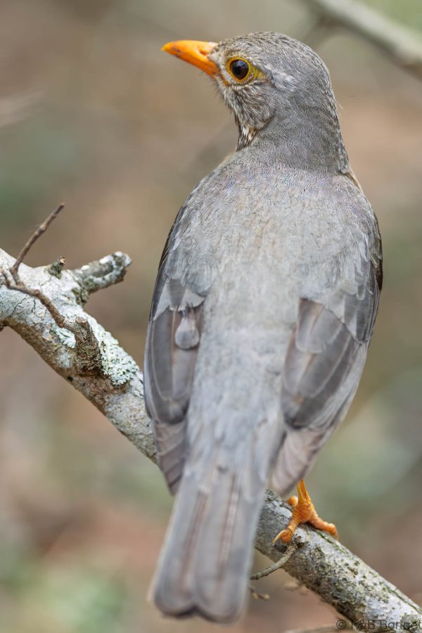 Kurrichane Thrush - South Africa - uMkhuze - 2026