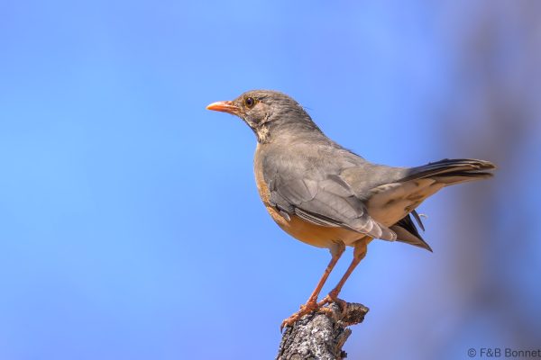 Kurrichane Thrush - Zimbabwe - Mukuvisi Woodlands - 2026