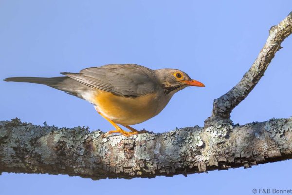 Kurrichane Thrush - Zimbabwe - Vumba - 2026