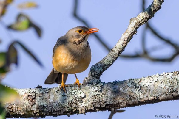 Kurrichane Thrush - Zimbabwe - Vumba - 2026