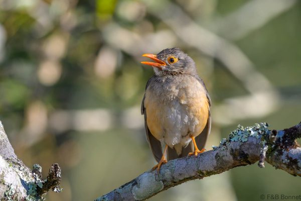 Kurrichane Thrush - Zimbabwe - Vumba - 2026