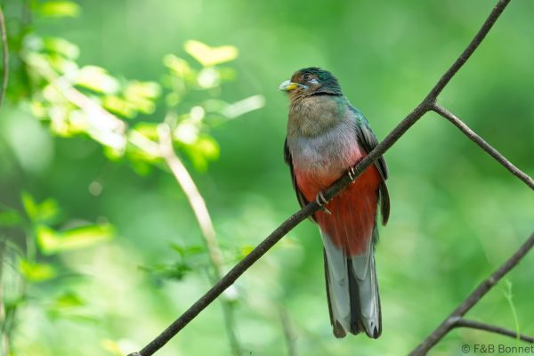 Narina Trogon ♀ - South Africa - Santa Lucia - 2026