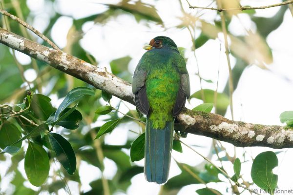 Narina Trogon ♀ - South Africa - Santa Lucia - 2026