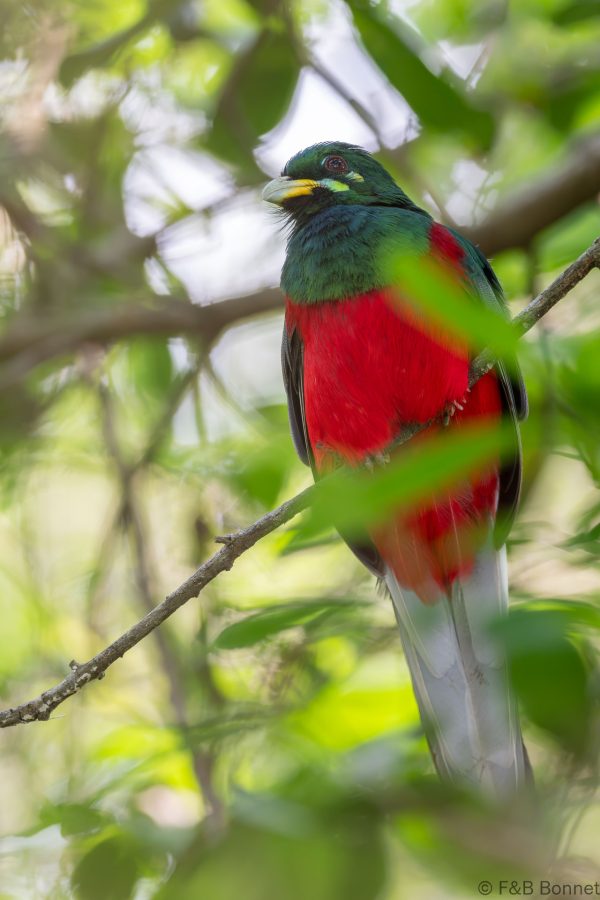 Narina Trogon ♂ - South Africa - Santa Lucia - 2026